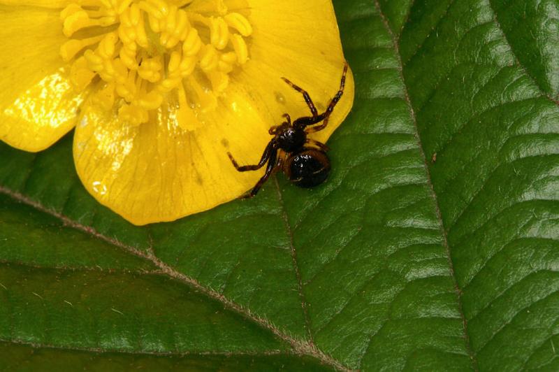 Synaema_globosum_D4921_Z_85_Les Gris_Frankrijk.jpg